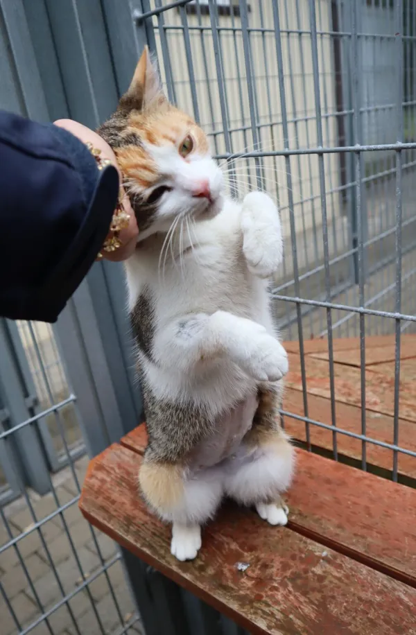 Kot do adopcji, Częstochowa, 30 kwietnia 2025 (2/3)