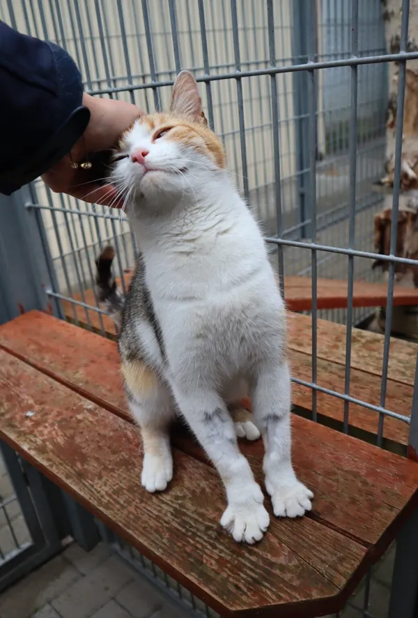 Kot do adopcji, Częstochowa, 30 kwietnia 2025 (3/3)