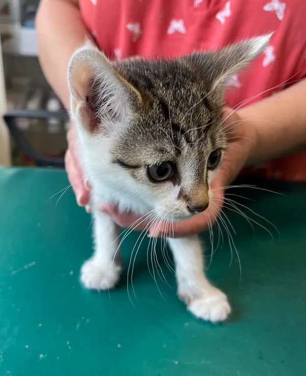 Znaleziono kota, Dobra, 30 czerwca 2025