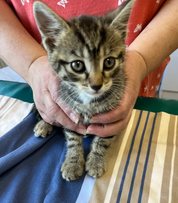 Znaleziono kota, Dobra, 30 czerwca 2025