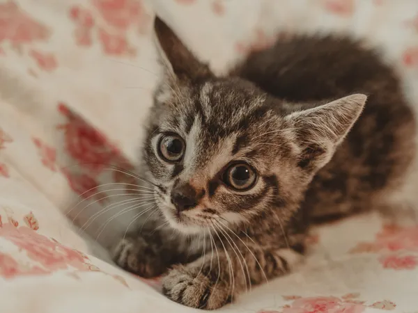 Znaleziono kota, Sosnowiec, 30 czerwca 2025 (1/4)