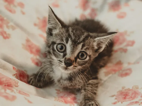 Znaleziono kota, Sosnowiec, 30 czerwca 2025 (2/4)