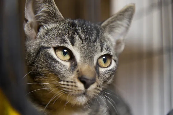 Znaleziono kota, Sosnowiec, 30 czerwca 2025 (3/4)