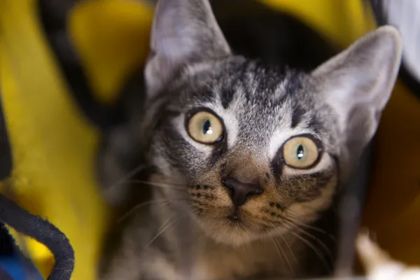 Znaleziono kota, Sosnowiec, 30 czerwca 2025 (4/4)