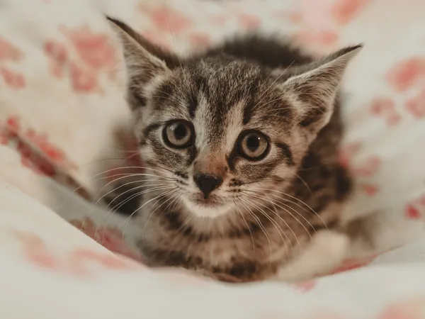 Znaleziono kota, Sosnowiec, 30 czerwca 2025 (1/4)