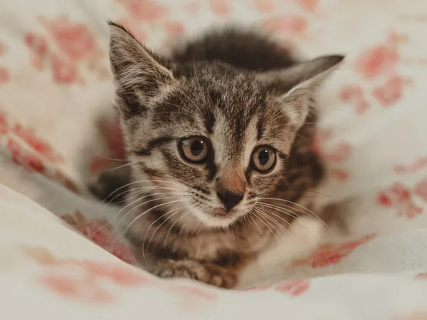 Znaleziono kota, Sosnowiec, 30 czerwca 2025 (2/4)