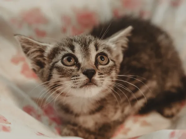 Znaleziono kota, Sosnowiec, 30 czerwca 2025 (4/4)