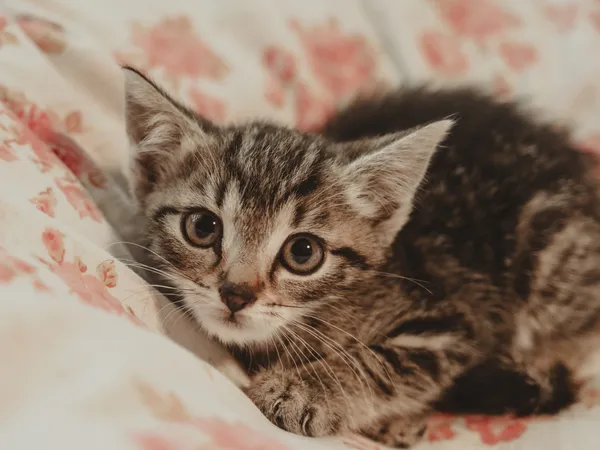 Znaleziono kota, Sosnowiec, 30 czerwca 2025 (2/5)