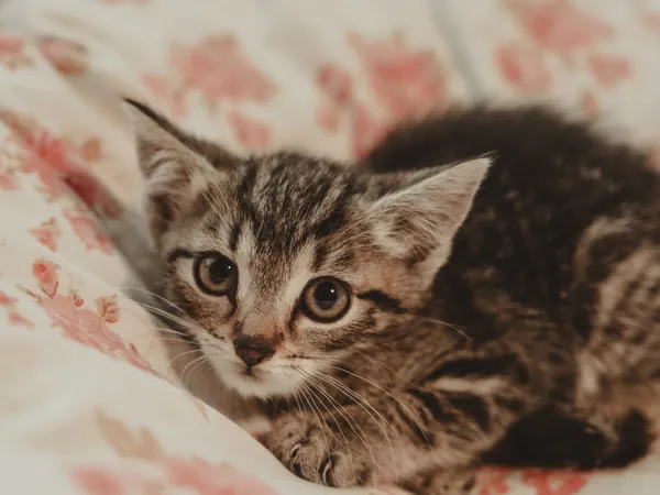 Znaleziono kota, Sosnowiec, 30 czerwca 2025 (3/5)