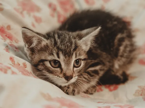 Znaleziono kota, Sosnowiec, 30 czerwca 2025 (4/5)