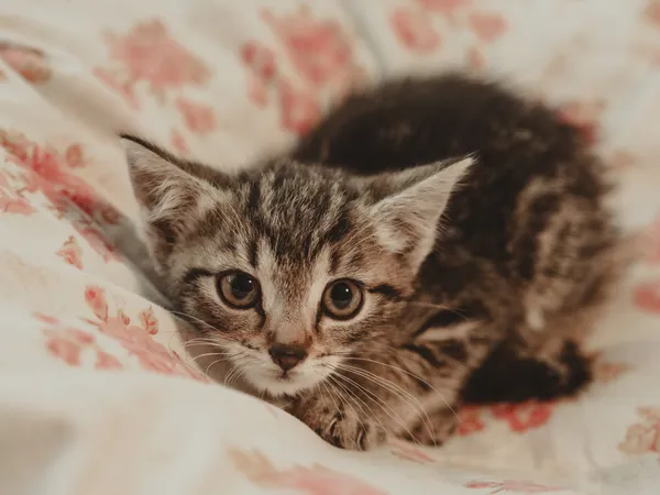 Znaleziono kota, Sosnowiec, 30 czerwca 2025 (5/5)