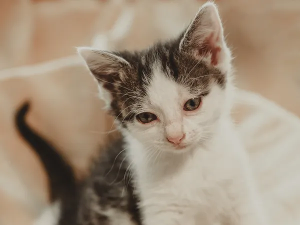 Znaleziono kota, Sosnowiec, 30 czerwca 2025 (1/5)