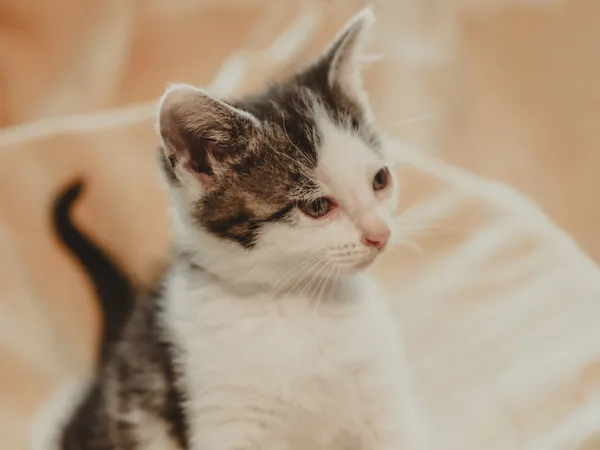 Znaleziono kota, Sosnowiec, 30 czerwca 2025 (2/5)