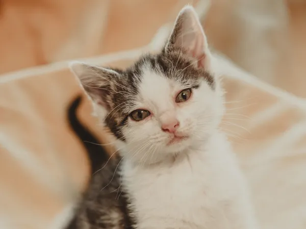 Znaleziono kota, Sosnowiec, 30 czerwca 2025 (4/5)