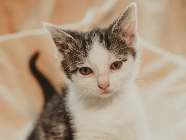 Znaleziono kota, Sosnowiec, 30 czerwca 2025 (5/5)