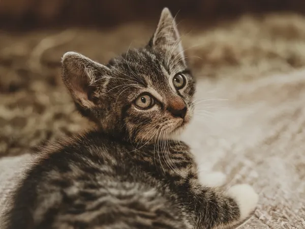 Znaleziono kota, Sosnowiec, 30 czerwca 2025 (1/2)