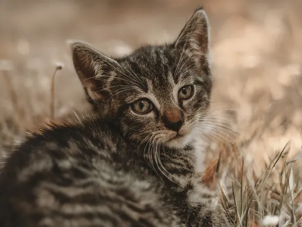 Znaleziono kota, Sosnowiec, 30 czerwca 2025 (2/2)