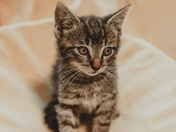 Znaleziono kota, Sosnowiec, 30 czerwca 2025 (3/5)