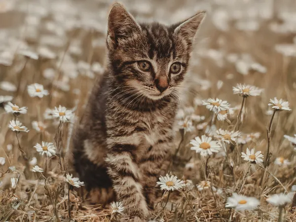 Znaleziono kota, Sosnowiec, 30 czerwca 2025 (5/5)