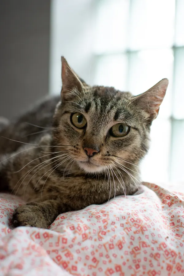 Znaleziono kota, Sosnowiec, 30 czerwca 2025 (2/5)