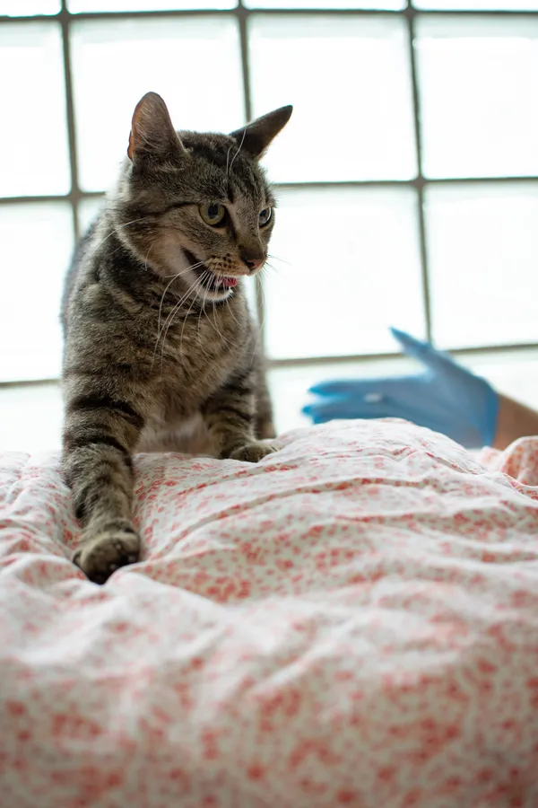 Znaleziono kota, Sosnowiec, 30 czerwca 2025 (4/5)