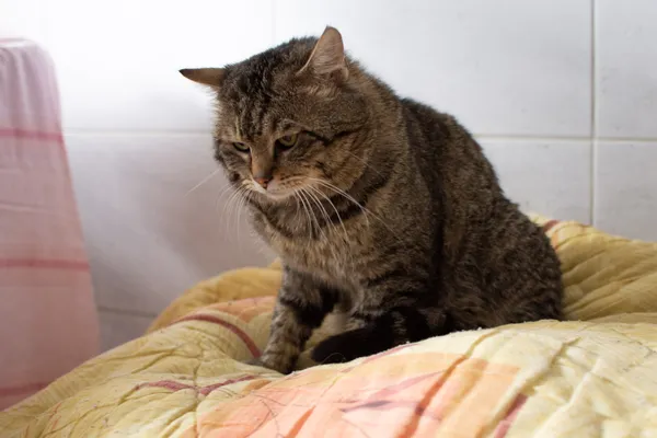 Znaleziono kota, Sosnowiec, 30 czerwca 2025 (1/5)