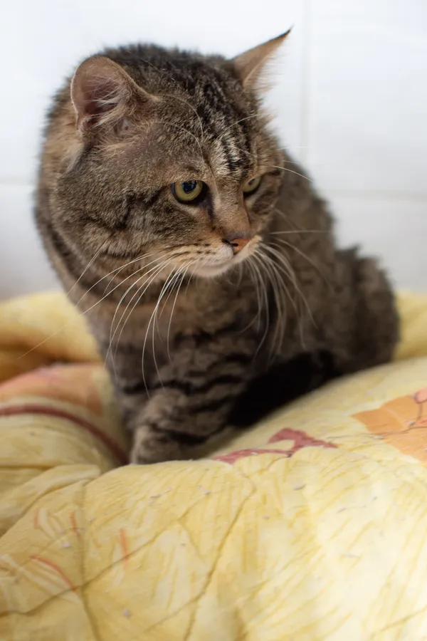 Znaleziono kota, Sosnowiec, 30 czerwca 2025 (3/5)