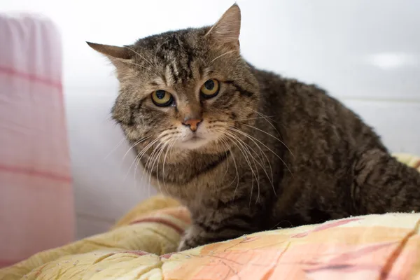 Znaleziono kota, Sosnowiec, 30 czerwca 2025 (4/5)