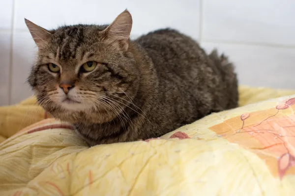 Znaleziono kota, Sosnowiec, 30 czerwca 2025 (5/5)