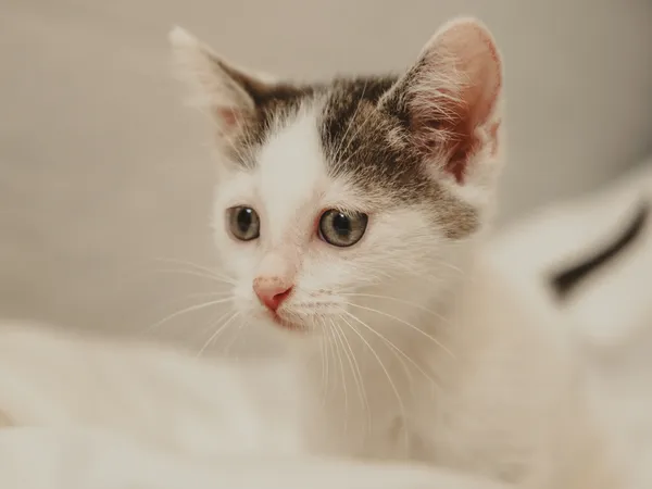 Znaleziono kota, Sosnowiec, 10 maja 2025 (4/5)