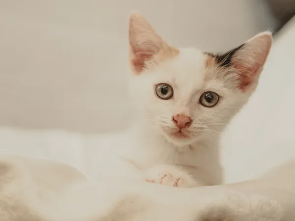 Znaleziono kota, Sosnowiec, 10 maja 2025 (1/5)