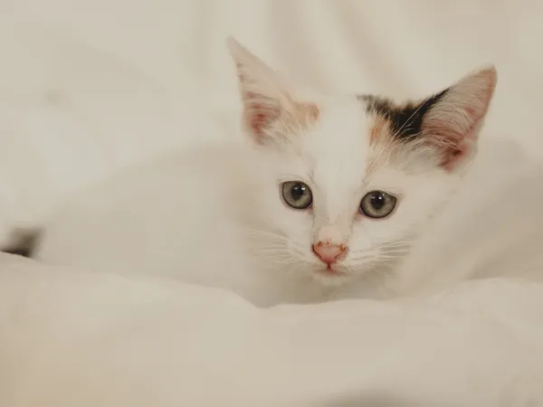 Znaleziono kota, Sosnowiec, 10 maja 2025 (4/5)