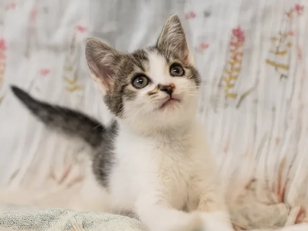 Znaleziono kota, Sosnowiec, 10 maja 2025 (3/5)