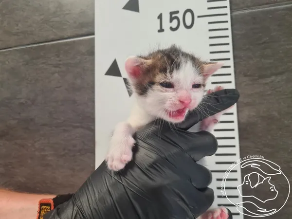 Znaleziono kota, Chełmek, 30 czerwca 2025