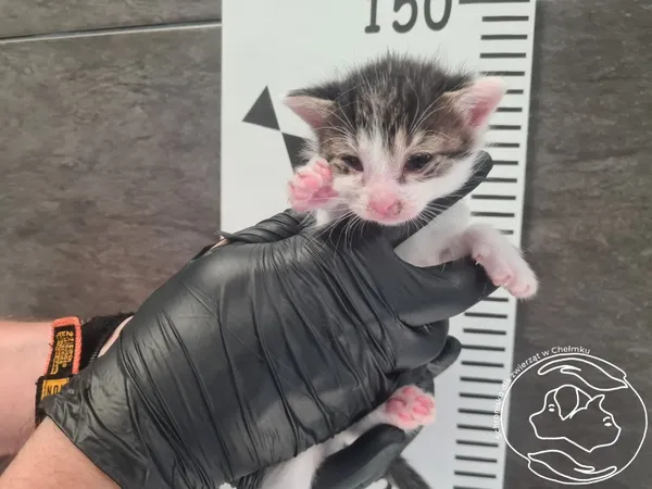 Znaleziono kota, Chełmek, 30 czerwca 2025