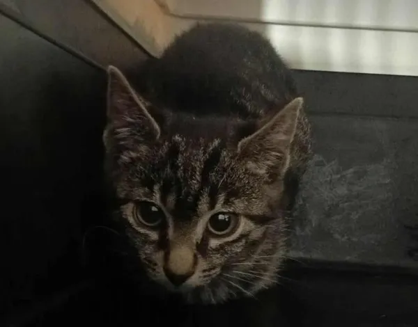 Znaleziono kota, Toruń, 26 czerwca 2025