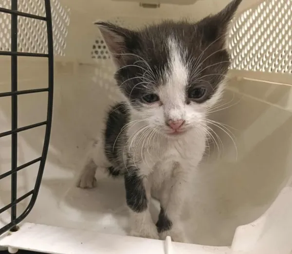 Znaleziono kota, Toruń, 26 czerwca 2025