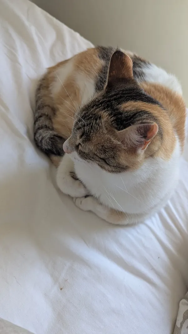 Zaginął kot, Toruń, Rybaki, 28 lipca 2025 (3/4)