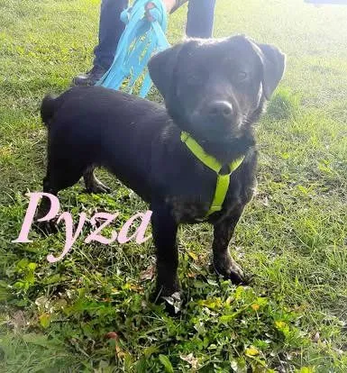 Pies do adopcji, Pawłowo, 30 czerwca 2025 (1/3)