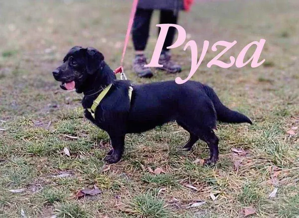 Pies do adopcji, Pawłowo, 30 czerwca 2025 (2/3)