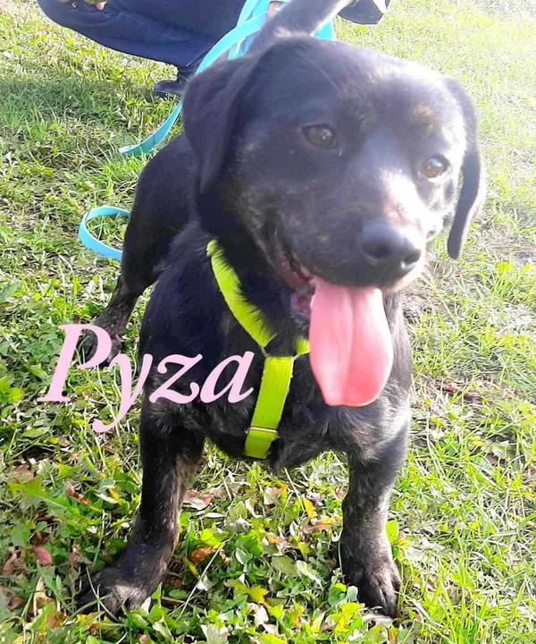 Pies do adopcji, Pawłowo, 30 czerwca 2025 (3/3)