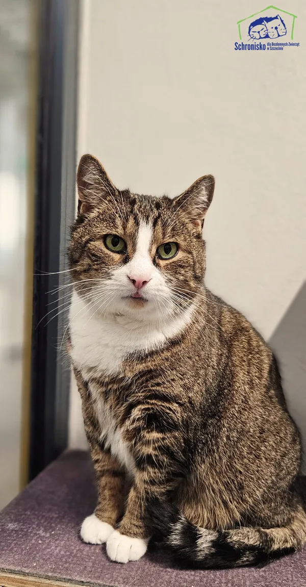 Znaleziono kota, Szczecin, 29 czerwca 2025 (1/2)