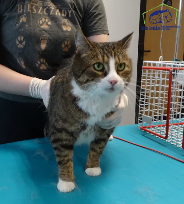 Znaleziono kota, Szczecin, 29 czerwca 2025 (2/2)