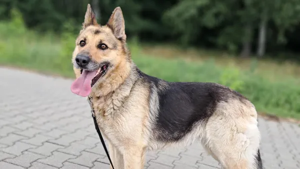 Znaleziono psa, Tatary, 6 czerwca 2025 (1/4)