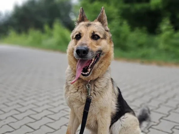 Znaleziono psa, Tatary, 6 czerwca 2025 (2/4)