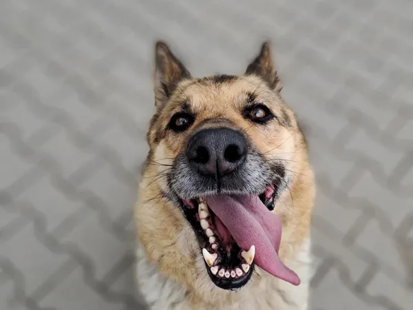 Znaleziono psa, Tatary, 6 czerwca 2025 (3/4)