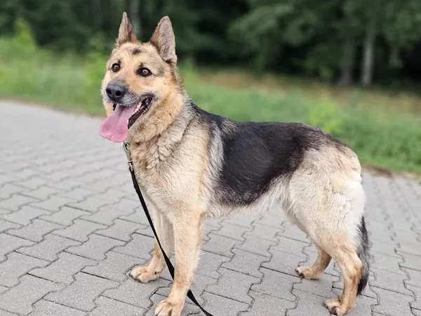 Znaleziono psa, Tatary, 6 czerwca 2025 (4/4)