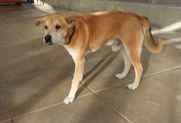 Znaleziono psa, Gdańsk, 30 czerwca 2025