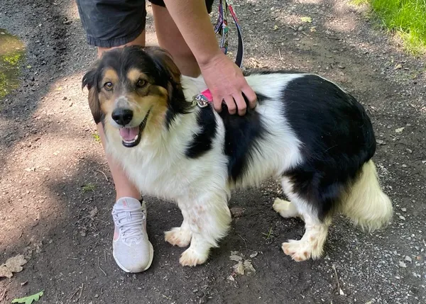 Pies do adopcji, gmina Platerówka, 30 czerwca 2025 (1/2)