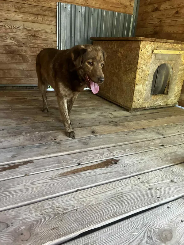 Pies do adopcji, Orzechowce, 30 czerwca 2025 (2/5)